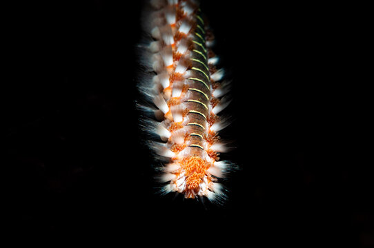 Macro shot of a Polychaeta marine worm on a black background