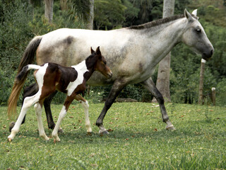 newborn foal and mother pictures