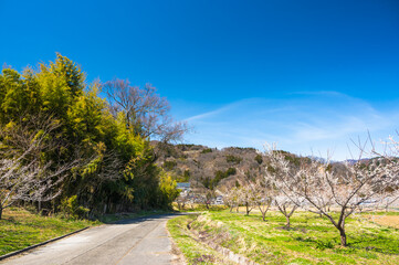 春のろうかく梅園