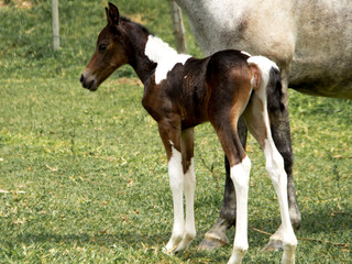newborn foal and mother pictures