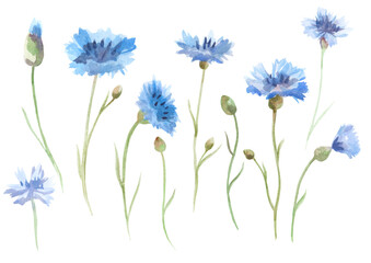 Set of flowers Vasilki on a white background. Watercolor drawing of wildflowers.