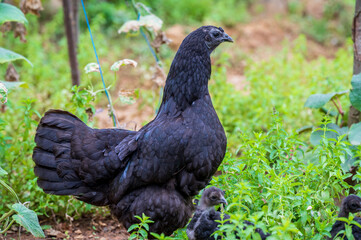 Closeup of a black hen in the nature