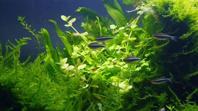 shoal of black neon tetra species in planted dutch style freshwater aquarium, java fern, vivid colors under bright LED lights, healthy aquatic plants grow in ryoboku aquascape, dark background