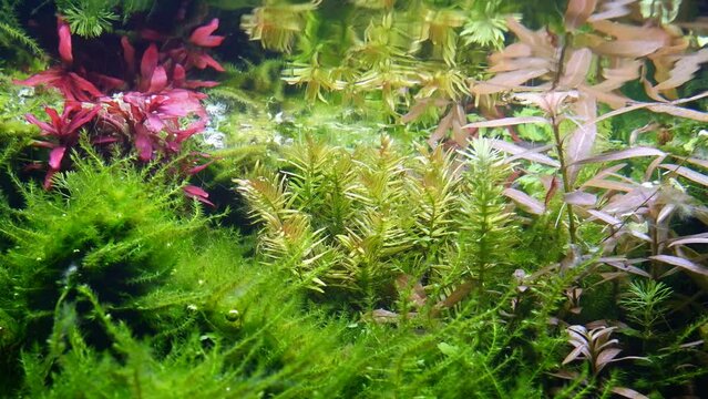 detail of planted dutch style freshwater aquarium with surface reflections and waves, java fern, vivid colors under bright LED lights, healthy aquatic plants grow in ryoboku aquascape, dark background