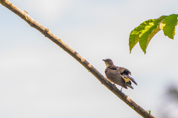 A greedy bird in the Amazon rainforest (Tropical kingbird)