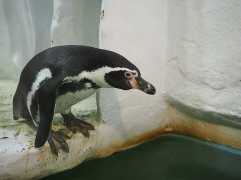 Penguins on a rock in zoo