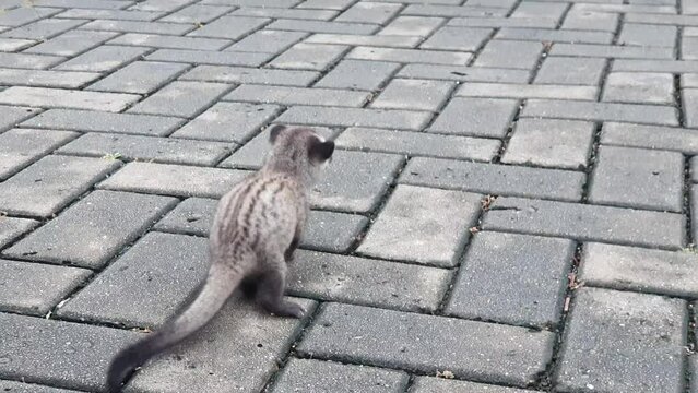 Cute baby weasel crawling on the street. Footage animal
