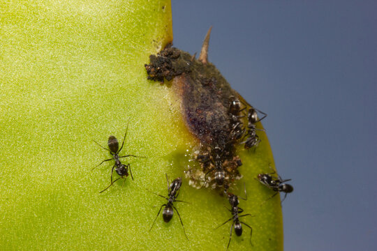 MACRO PHOTOGRAPHY OF DRAGON FRUIT ANTS ATTACKING CACTUS CUTTINGS TO HARNESS THEIR SWEET SALVIA