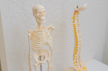 Fototapeta premium 人体骨格模型 骨格標本 医療模型 