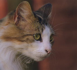 Gata adulta ojos verdes colores blanco café negro