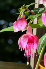 Vertical shot of pink Fuchsia flowers with green leaves on a blurred background