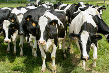 vache laitiere