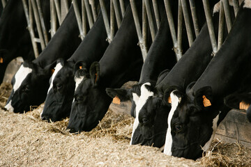 vache laitiere