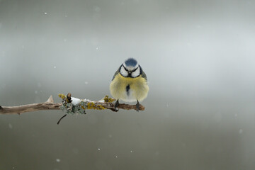 Blaumeise