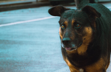 perro café mojado en la lluvia con la acera mojada
