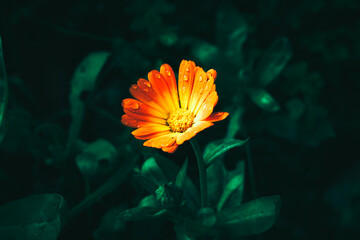 Fototapeta na wymiar Flor bien enfocada amarilla naranja entre pasto con gotas de lluvia