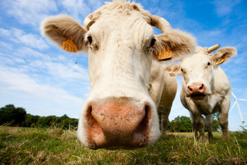 vaches dans un pré