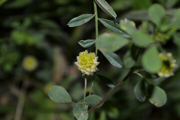 Closeup shot of a large hop trefoil flower (Trifolium aureum) on a blurry background