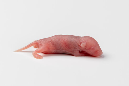 Pinky - A newborn mouse only a few hours old