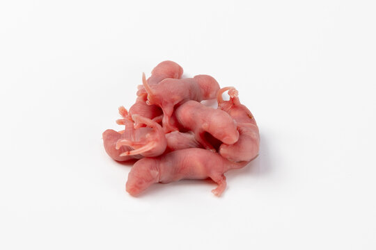 A pile of newborn, pink mice just a few hours old