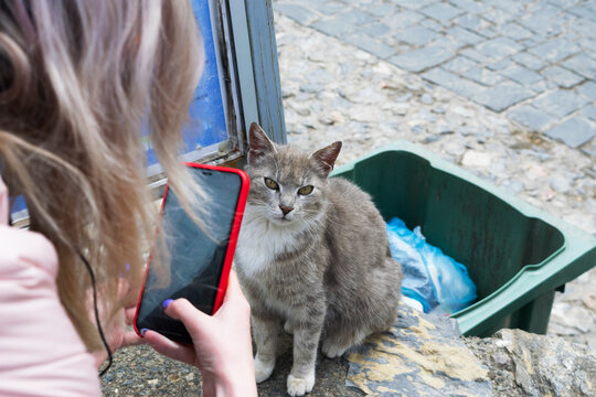 A young woman takes a picture of a beautiful homeless gray cat with white paws and a breast on the phone against the background of a trash can