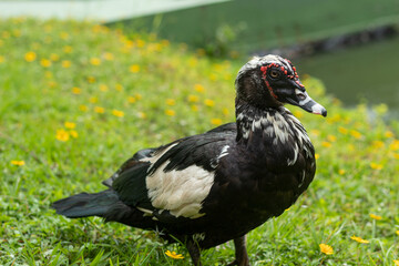 Black Domestic Muscovy duck on a green grass