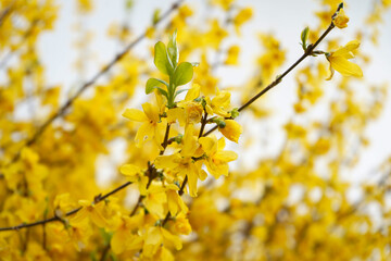 Forsythia shrub blooming in springtime with abstract yellow and white background
