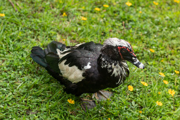 Black Domestic Muscovy duck standing on green grass viewed from a high angle shot