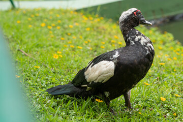 Black Domestic Muscovy duck standing on a green grass looking at the horizon