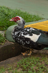Black and white domestic Muscovy duck standing on a lawn looking at the horizon