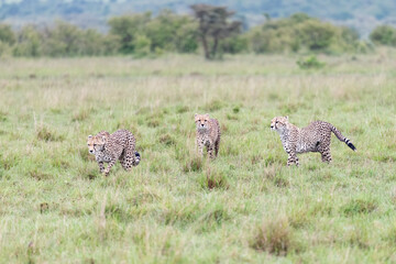 cheetahs walking in the savannah