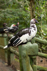 Large black and white domestic muscovy duck standing on a fence with lots of vegetation in the background