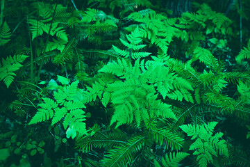 Fern leaves banner. landscape. Fern plants in forest. Fresh green tropical foliage. Organic nature...