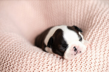 A tiny Boston Terrier puppy sleeps on a pink knitted blanket. Pets. Dog. Sweet. Cute