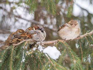 Two Sparrows sits on a branch without leaves.