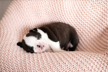 A tiny Boston Terrier puppy sleeps on a pink knitted blanket. Pets. Dog. Sweet. Cute