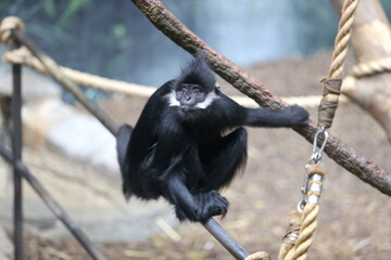 François' langur monkey