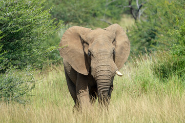 Fototapeta premium Elephant (Loxodonta Africana) Pilanesberg Nature Sereve, South Africa