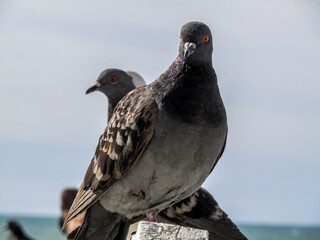 pigeon on the beach