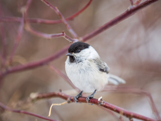 Cute bird the willow tit, song bird sitting on a branch without leaves in the winter.