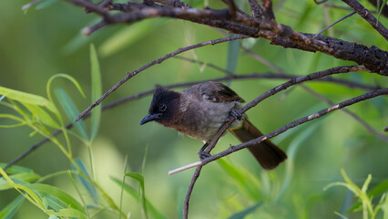 Dark-capped Bulbul (Pycnonotus tricolor) Pilanesberg Nature Reserve, South Africa