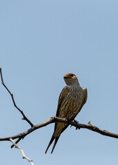 Greater Striped Swallow (Hirundo cucullata) Pilanesberg Nature Reserve, South Africa