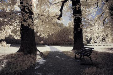 Bench isolated in the park under the big trees - infrared photography