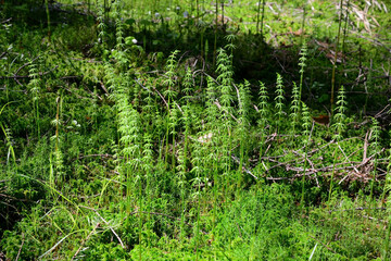 Ancient plant as a background at spring season, called Horsetail