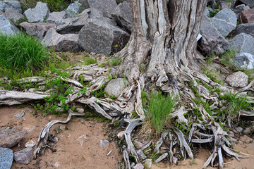 Tree roots. Picture can be used as a background