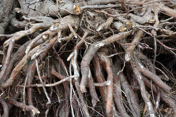Tree roots. Picture can be used as a background