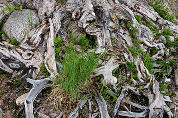Tree roots. Picture can be used as a background