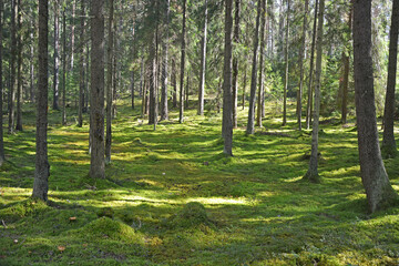 Fototapeta na wymiar Dark forest with fir and pine trees at the summer