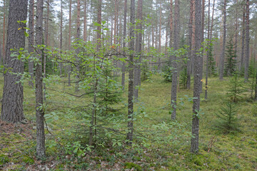 Dark forest with fir and pine trees at the summer