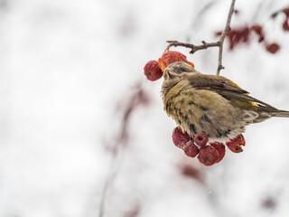 Red Crossbill female sitting on the tree branch and eats wild apple berries. Crossbill bird eats berries.